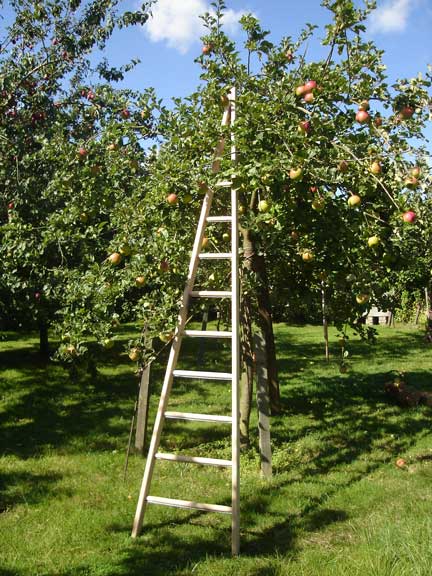 Wooden-Window-Cleaners-Pointer-Fruit-Picking